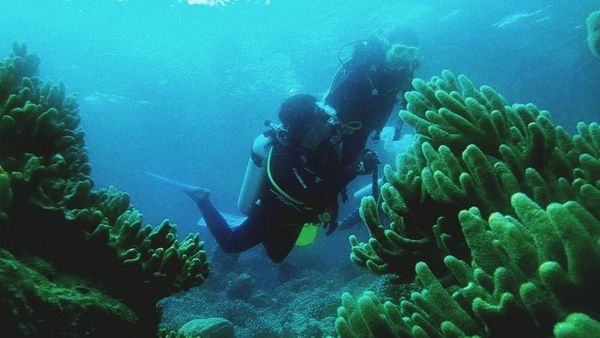Surga Bawah Laut Wakatobi! Impian yang Jadi Nyata