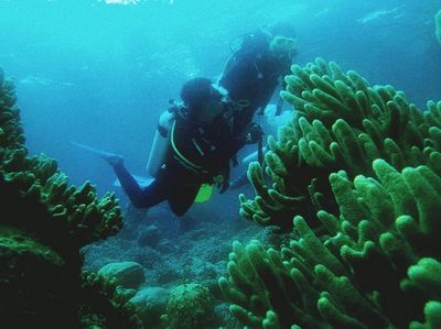 Surga Bawah Laut Wakatobi! Impian yang Jadi Nyata