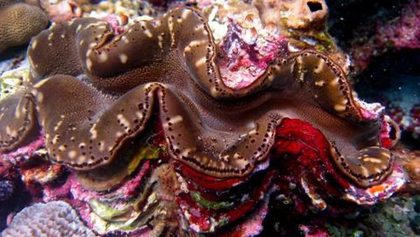 Surga Bawah Laut Wakatobi