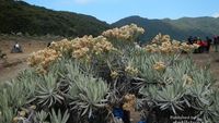 Surga Edelweiss di Gunung Gede
