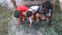 Surga Ikan Warna-warni di Sawinggrai, Raja Ampat