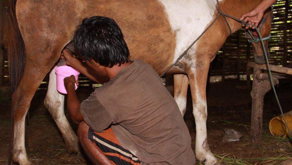 Susu Kuda Liar Saneo, Terbaik di Pulau Sumbawa