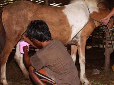 Susu Kuda Liar Saneo, Terbaik di Pulau Sumbawa