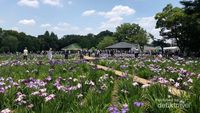 Taman Bunga Bagai Lukisan di Tokyo