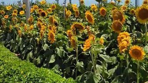 Taman Bunga Matahari yang Instagramable di Bandara Changi