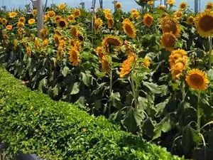 Taman Bunga Matahari yang Instagramable di Bandara Changi