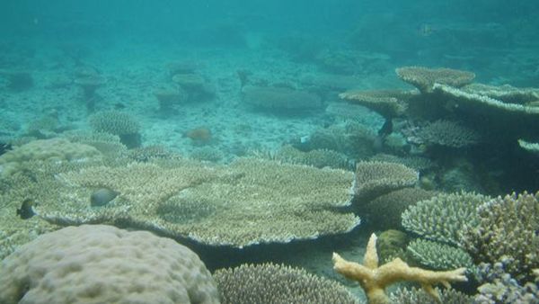 Taman Laut Togian sang Harta Bawah Laut Terpendam