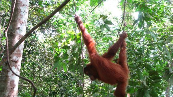 Taman Nasional Gunung Leuser