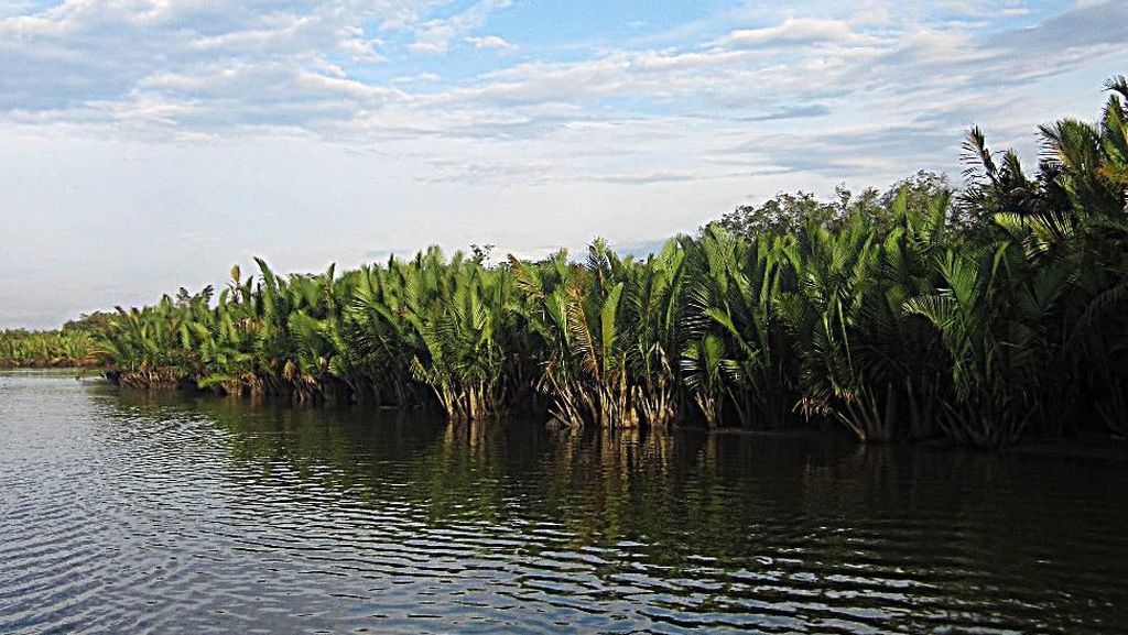 Taman Nasional Tanjung Puting, Kalimantan Tengah Taman Nasional Tanjung Puting, Kalimantan Tengah