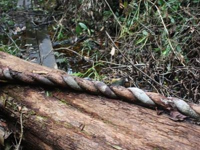 Tanjung Puting, Hutan Artistik Dan Bermanfaat