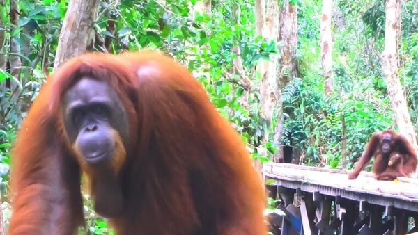 Tanjung Puting, Konservasi Orangutan yang Menarik Perhatian Dunia