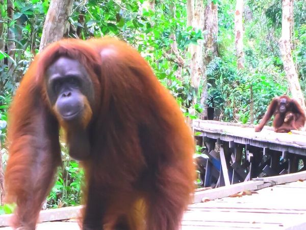 Tanjung Puting, Konservasi Orangutan yang Menarik Perhatian Dunia