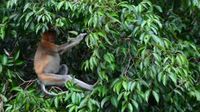 Tanjung Puting, Rumah Pertama Orangutan di Indonesia