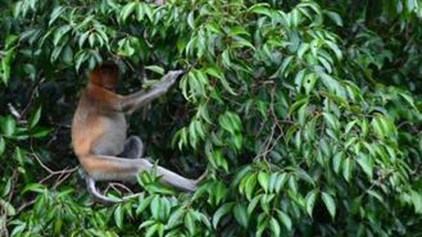 Tanjung Puting, Rumah Pertama Orangutan di Indonesia