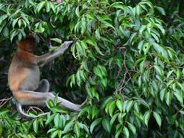 Tanjung Puting, Rumah Pertama Orangutan di Indonesia