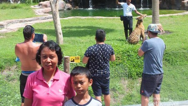 Tempat Melihat Kuda Nil dan Harimau Sumatera di Bali