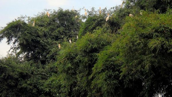 Tengok Habitat Burung Kuntul dan Blekok di Bandung