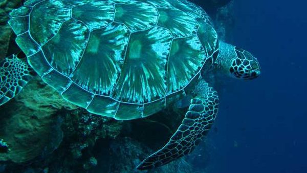 Terharunya Seorang Pemula