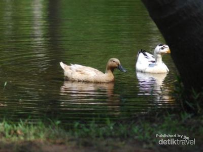 Ternyata Ada Pantai Jilbab di Aceh