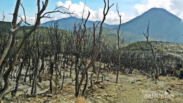 Terpesona Eksotisme Gunung Papandayan