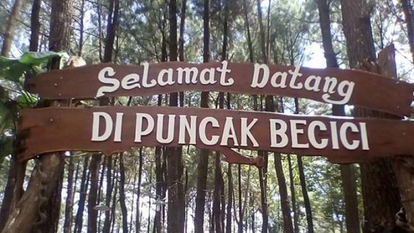 Terpesona Hamparan Pinus di Puncak Becici Yogyakarta