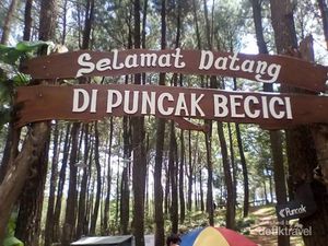 Terpesona Hamparan Pinus di Puncak Becici Yogyakarta
