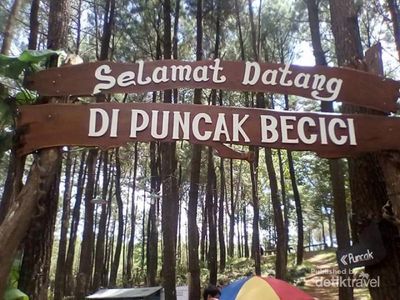 Terpesona Hamparan Pinus di Puncak Becici Yogyakarta