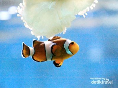 Terpesona Ikan-ikan Cantik di Sea World Ancol