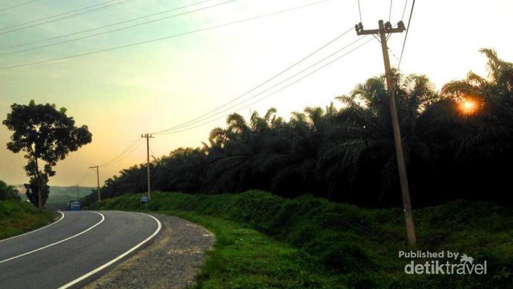 Terpesona Sunset di Perkebunan Kelapa Sawit Labuhanbatu Terpesona Sunset di Perkebunan Kelapa Sawit Labuhanbatu