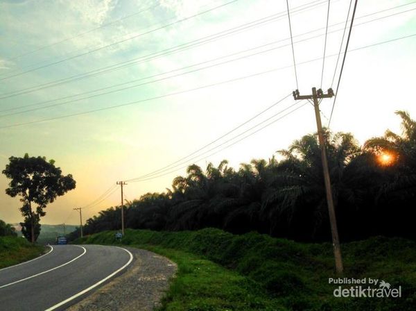 Terpesona Sunset di Perkebunan Kelapa Sawit Labuhanbatu