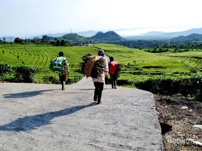 Terpikat Pesona Kebun Teh di Ciater