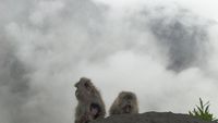 Tingkah Menggemaskan Monyet-monyet di Gunung Rinjani