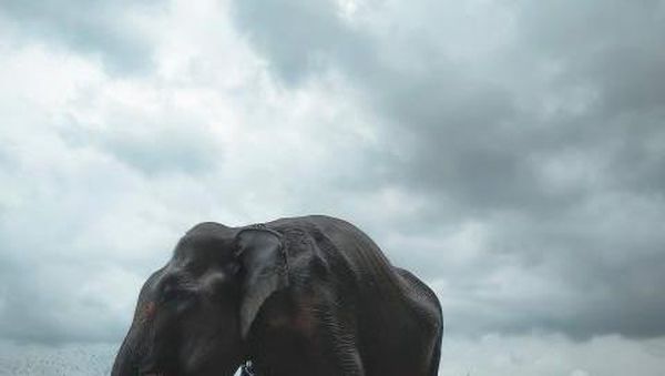 Tips Berwisata ke Taman Nasional Way Kambas Lampung