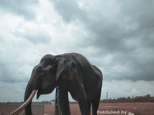 Tips Berwisata ke Taman Nasional Way Kambas Lampung