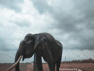 Tips Berwisata ke Taman Nasional Way Kambas Lampung