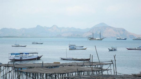 Tradisi Berburu Paus Ada di Desa Lamalera