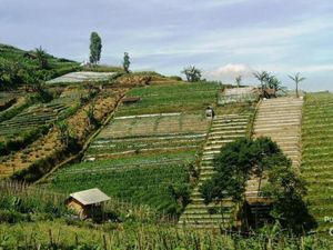 Traveler Siap? Ini Bukit Panyaweuyan di Majalengka
