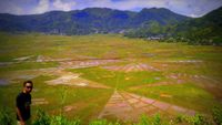 Uniknya Sawah Jaring Laba-Laba di Manggarai