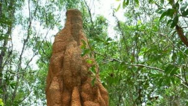 Uniknya Taman Nasional Wasur