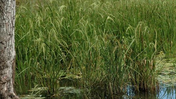 Wamena, Sang Primadona Dari Papua