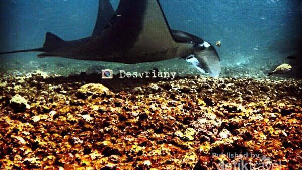 Warna-warni Bawah Laut Pulau Komodo