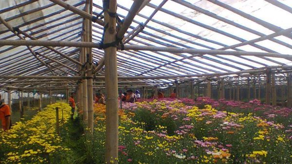 Warna-warni Bunga di Cipanas