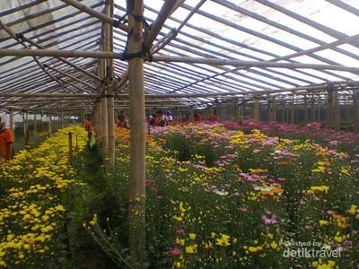 Warna-warni Bunga di Cipanas