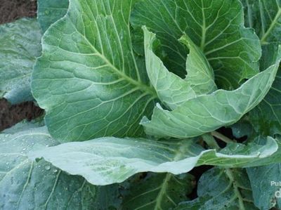 Wisata Beda di Kampung Halaman, Ikut Bertani & Panen Padi