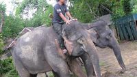Wisata Gajah di Tangkahan