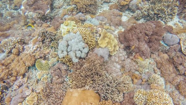 Ya Tuhan, Indahnya Alam Bawah Laut Nusa Penida