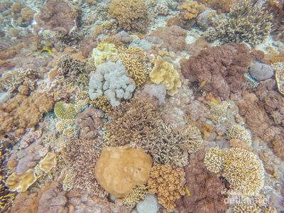 Ya Tuhan, Indahnya Alam Bawah Laut Nusa Penida