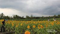 Yang Baru di Magelang, Kebun Bunga Matahari yang Instagramable