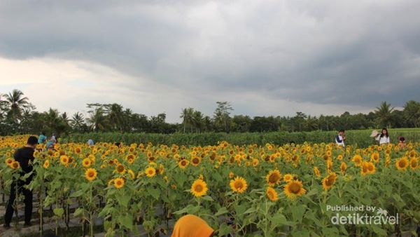 Yang Baru di Magelang, Kebun Bunga Matahari yang Instagramable