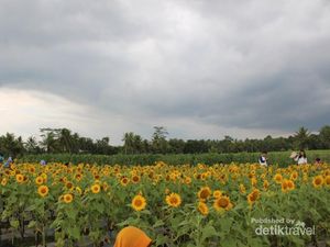 Yang Baru di Magelang, Kebun Bunga Matahari yang Instagramable
